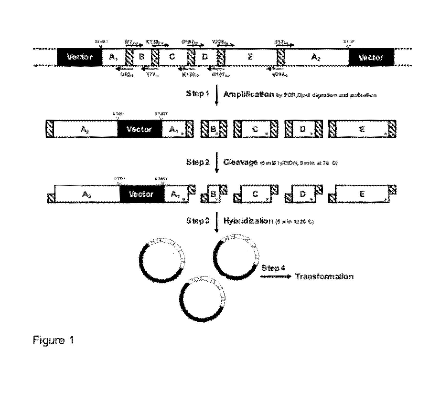 Methods and Materials for Nucleic Acid Manipulation