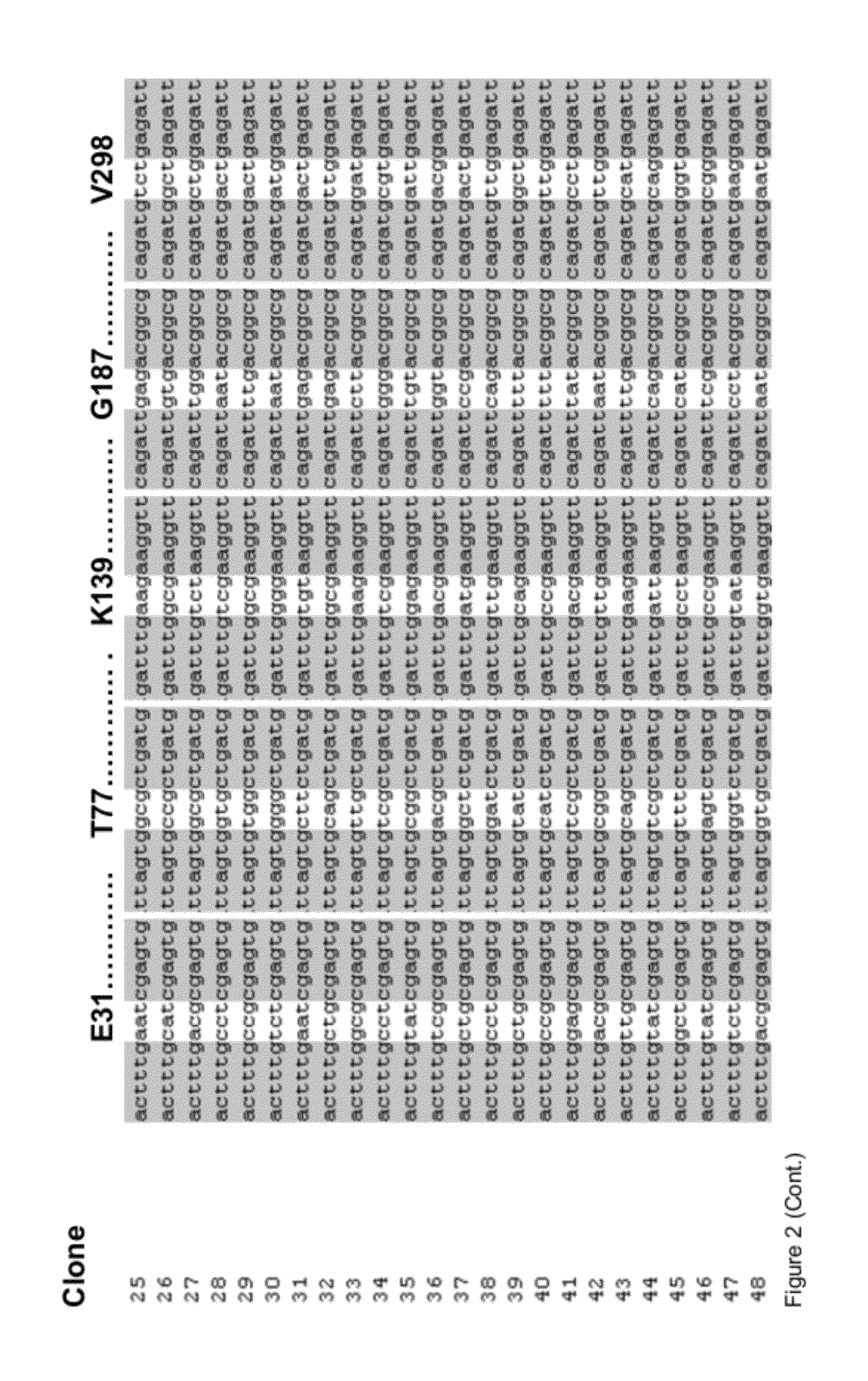 Methods and Materials for Nucleic Acid Manipulation