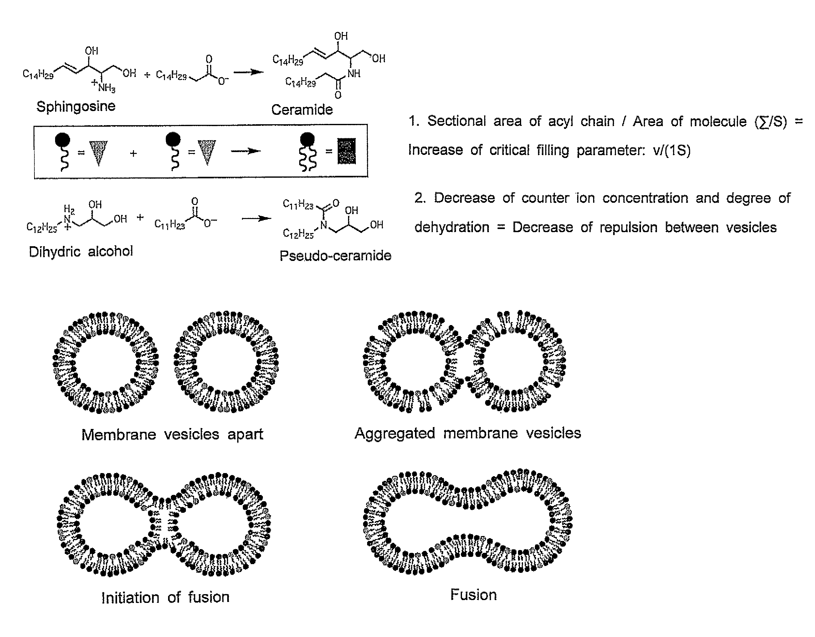 Molecular aggregate capable of undergoing phase transition by dehydrating condensation and method of phase transition thereof