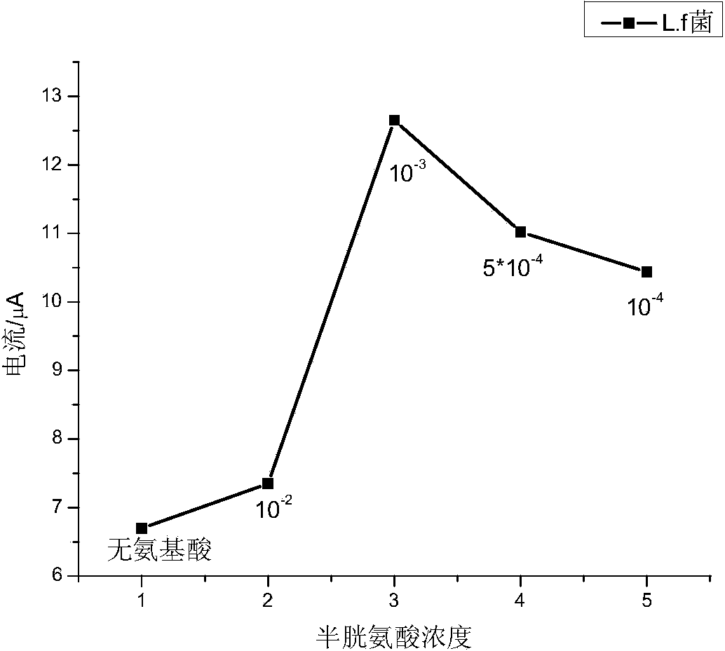 Method for leaching metallic copper in copper pyrites by using amino acid reinforced microorganisms