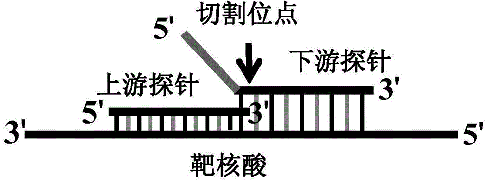 Novel closed type nucleic acid visual detecting method for coupling nucleic acid amplification reaction, nucleic acid intrusive reaction and nano-particle chromogenic reaction