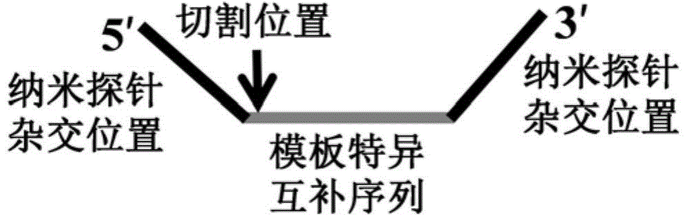 Novel closed type nucleic acid visual detecting method for coupling nucleic acid amplification reaction, nucleic acid intrusive reaction and nano-particle chromogenic reaction