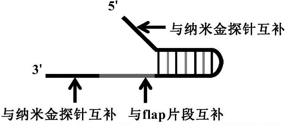 Novel closed type nucleic acid visual detecting method for coupling nucleic acid amplification reaction, nucleic acid intrusive reaction and nano-particle chromogenic reaction