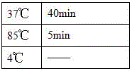 SNP marker relevant with treatment of ischemic stroke through antiplatelet drug clopidogrel and application thereof