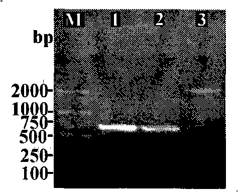 Method for assembling foot and mouth disease virus hollow capsid in insect with acidproof improvement