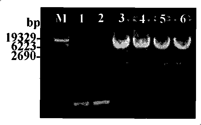 Method for assembling foot and mouth disease virus hollow capsid in insect with acidproof improvement