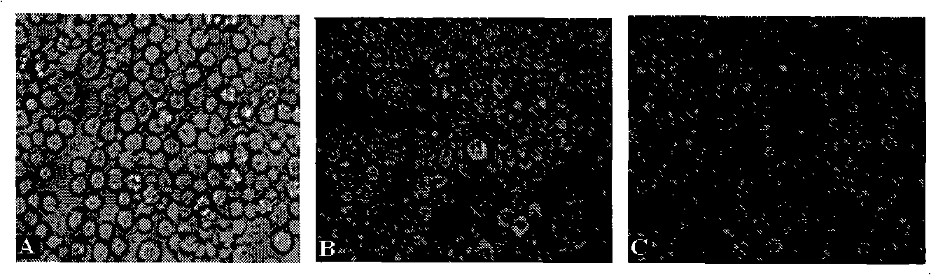 Method for assembling foot and mouth disease virus hollow capsid in insect with acidproof improvement