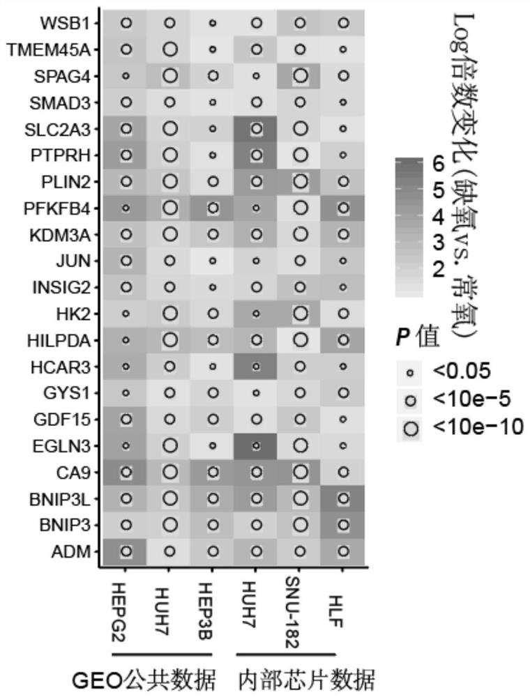 Hypoxia-related gene marker combination for hepatocellular carcinoma and application thereof