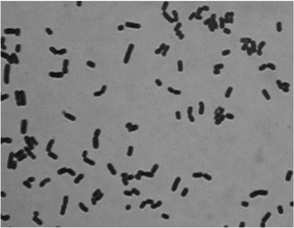 High-producing 3-hydroxypropionaldehyde strain and application thereof to prevention and treatment of oral cavity infection of mammals