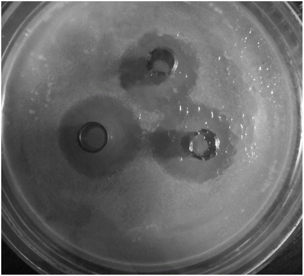 High-producing 3-hydroxypropionaldehyde strain and application thereof to prevention and treatment of oral cavity infection of mammals