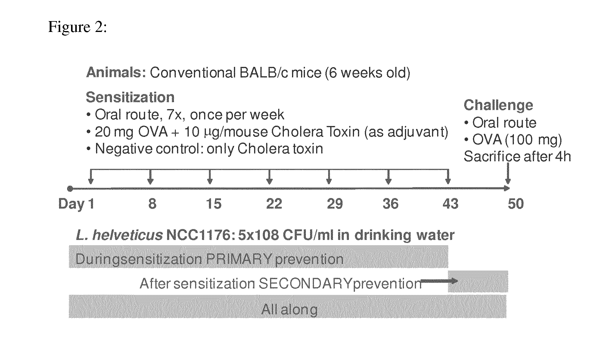 Composition comprising specific lactobacillus helveticus strains and reducing food and/or respiratory allergy symptoms