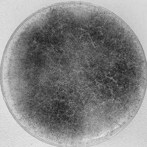 Rhizopus oryzae, microbial agent, mouldy bran, preparation methods and application thereof, wine and preparation method of wine