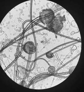 Rhizopus oryzae, microbial agent, mouldy bran, preparation methods and application thereof, wine and preparation method of wine