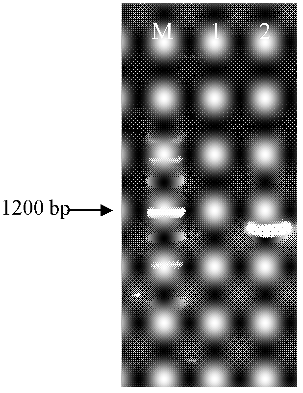 Carbazole-degrading bacterium and its culture method