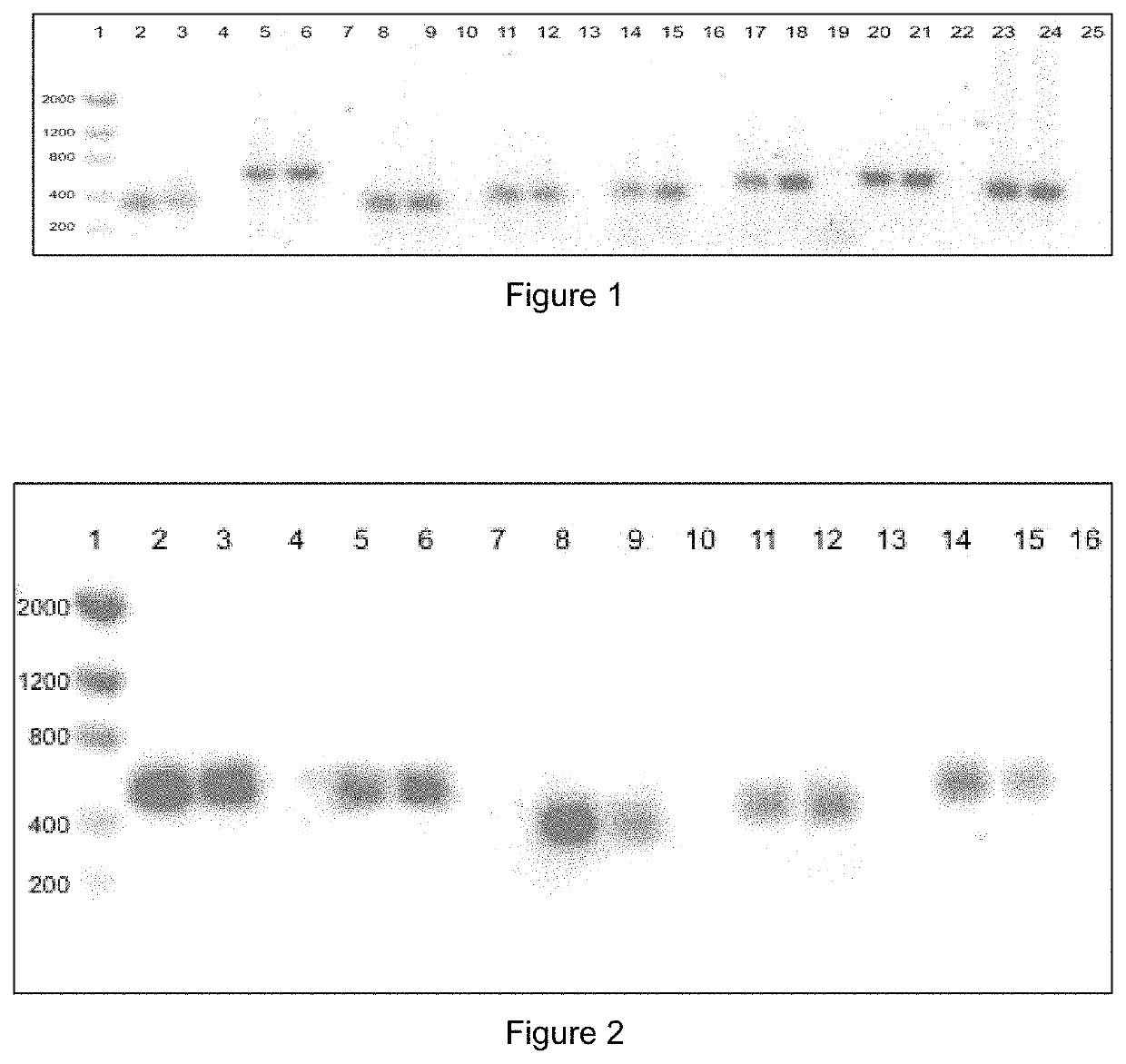 Methods and kits for the identification of animals having a greater potential for desirable characteristics, and for the early identification of fat deposits in bovines