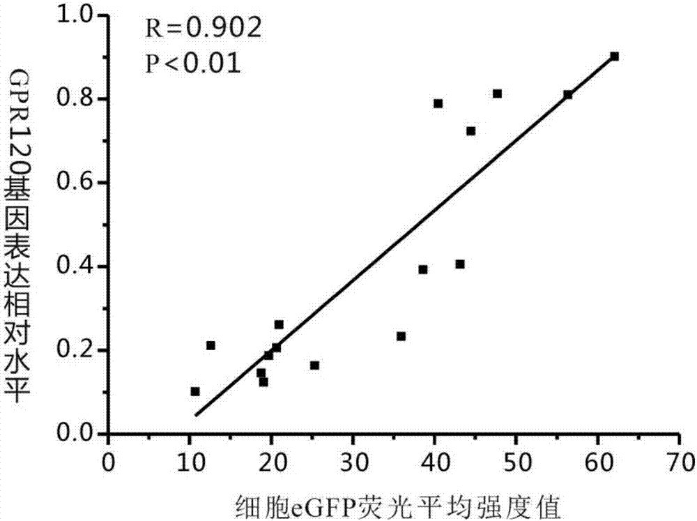 Detection method for expression of GPR120 gene based on eGFP, and application of eGFP to detection of expression of GPR120 gene