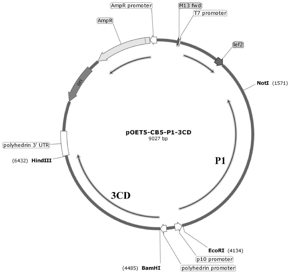 Coxsackie virus B5 type virus-like particle as well as preparation method and application thereof