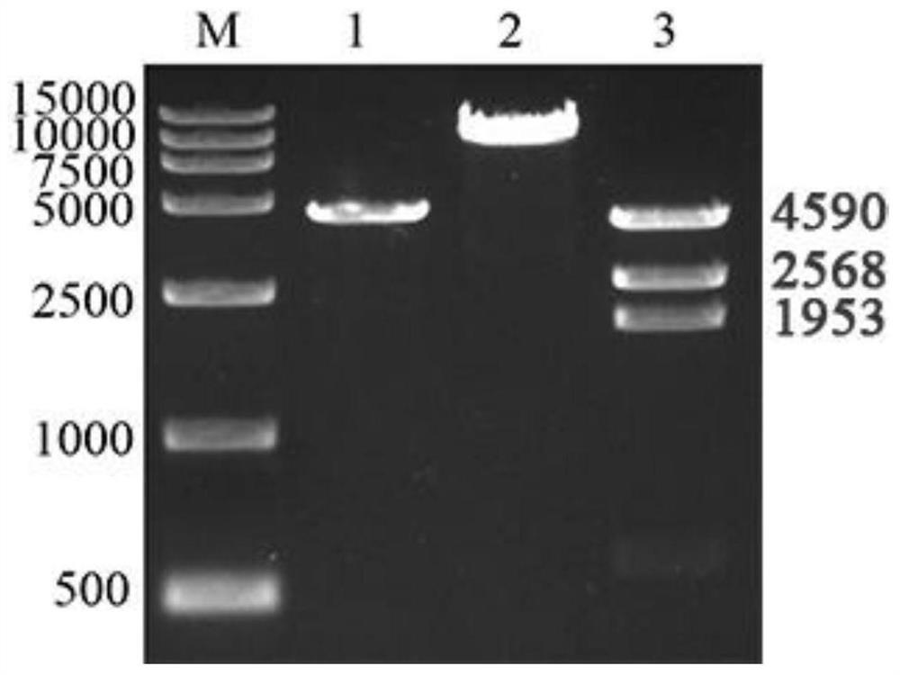 Coxsackie virus B5 type virus-like particle as well as preparation method and application thereof