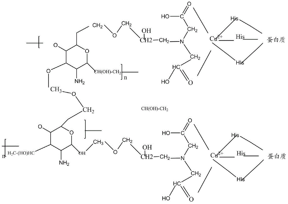 Preparation method and application of macroporous chitosan-polyvinyl alcohol crosslinking affinity membrane chelated with metal ions