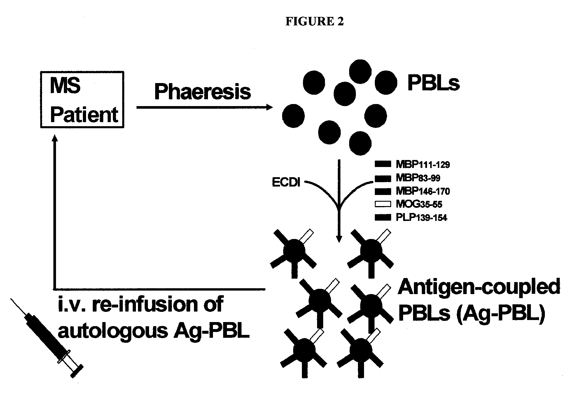 Multiple sclerosis therapy