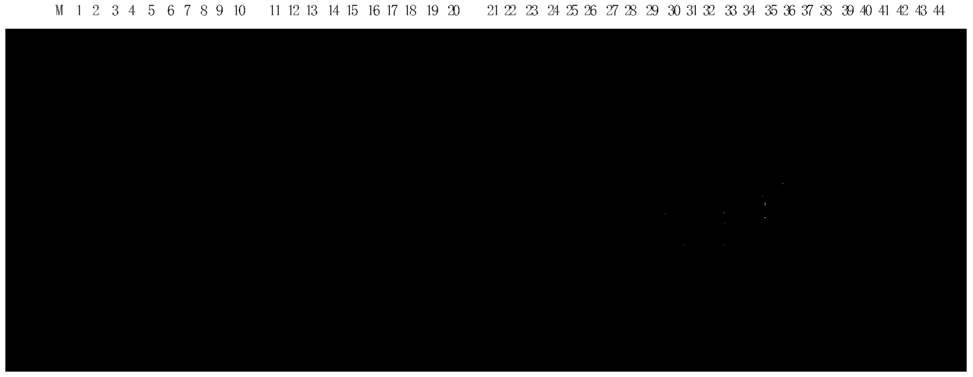 Method for authenticating whether to-be-detected variety is Ruiza816 and special primer group thereof