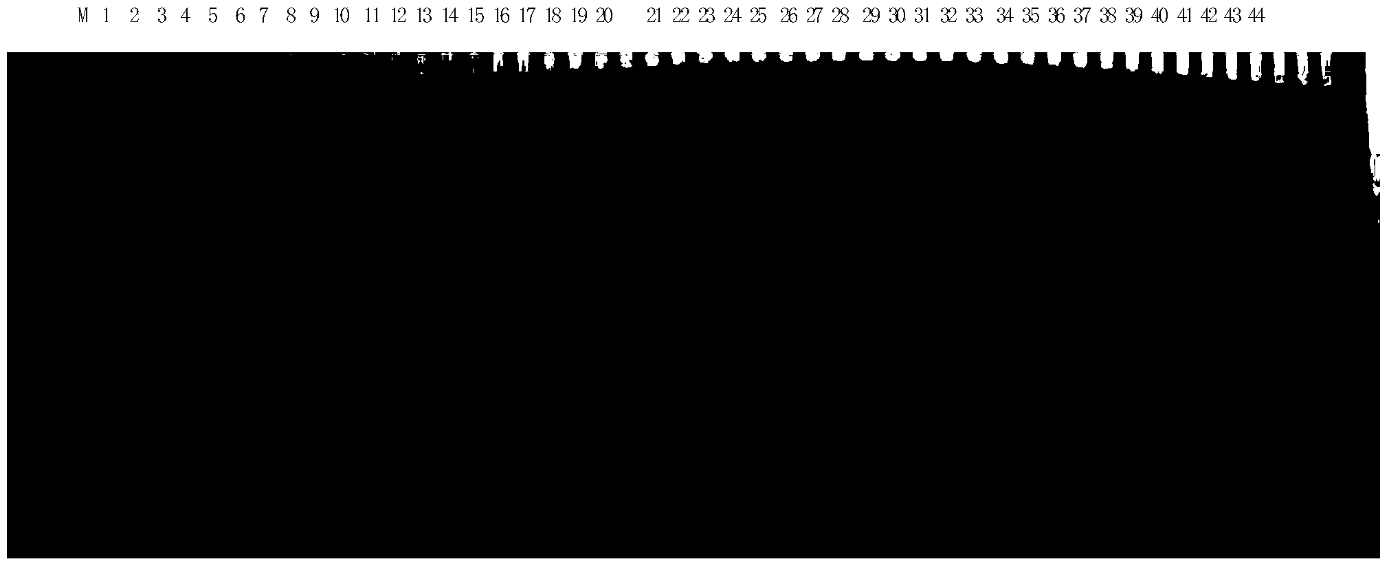 Method for authenticating whether to-be-detected variety is Ruiza816 and special primer group thereof