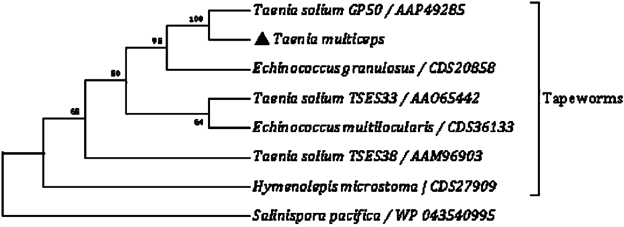 Marker gp50 of cerebral polycephaly and a kit for diagnosing cerebral polycephalic