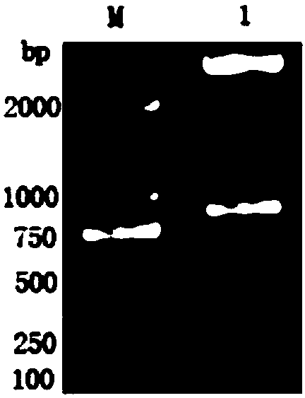 Marker gp50 of cerebral polycephaly and a kit for diagnosing cerebral polycephalic