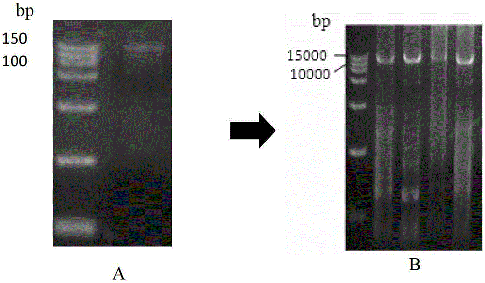 Transgenic vector and transgenic pig for salivary gland tissue-specific expression of exogenous protein and construction method thereof