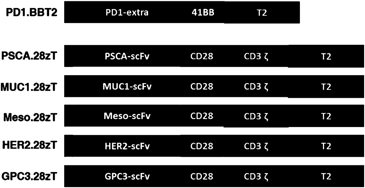 Chimeric antigen receptor immune cell as well as preparation method and application thereof