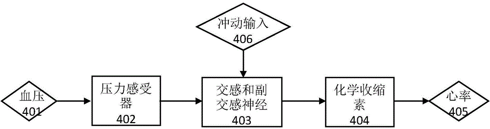 Method and device for measuring autonomic nerve heart regulation and control function