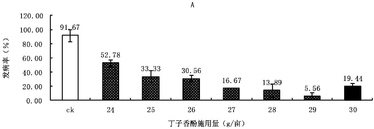 Trichoderma preparation for controlling pepper phytophthora blight and field tank mix pesticide containing the same