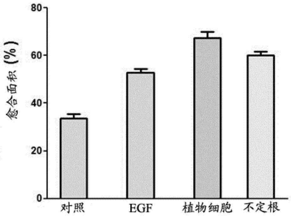 Skin external-use preparation composition comprising edelweiss plant cell culture extracts and preparation method of skin external-use preparation composition