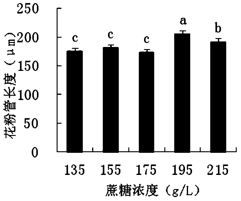 Culture medium for germination of tetraploid hemarthria compressa pollen