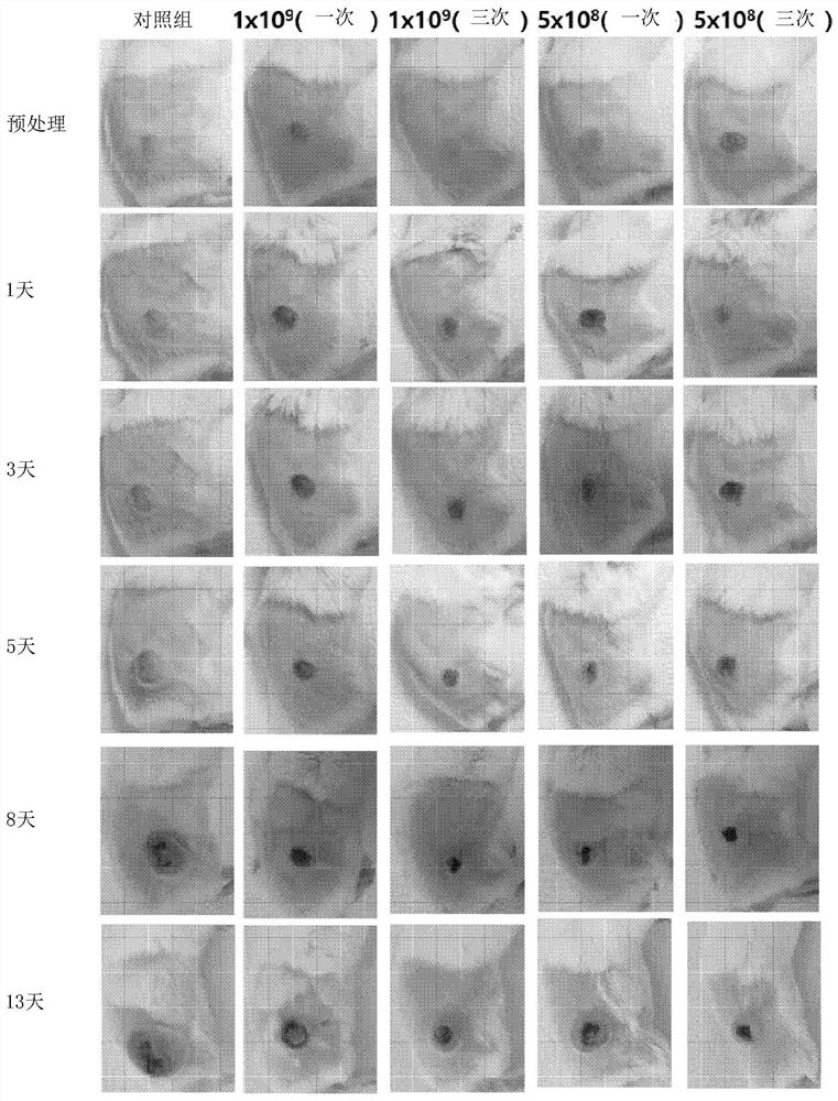 Pharmaceutical composition comprising lactobacillus sakei wikim30 as active ingredient for prevention or treatment of cancer