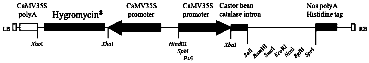 A gene os02g0532500 for improving rice blast resistance, protein and application thereof