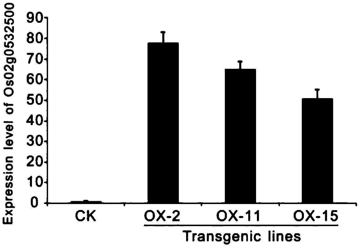 A gene os02g0532500 for improving rice blast resistance, protein and application thereof