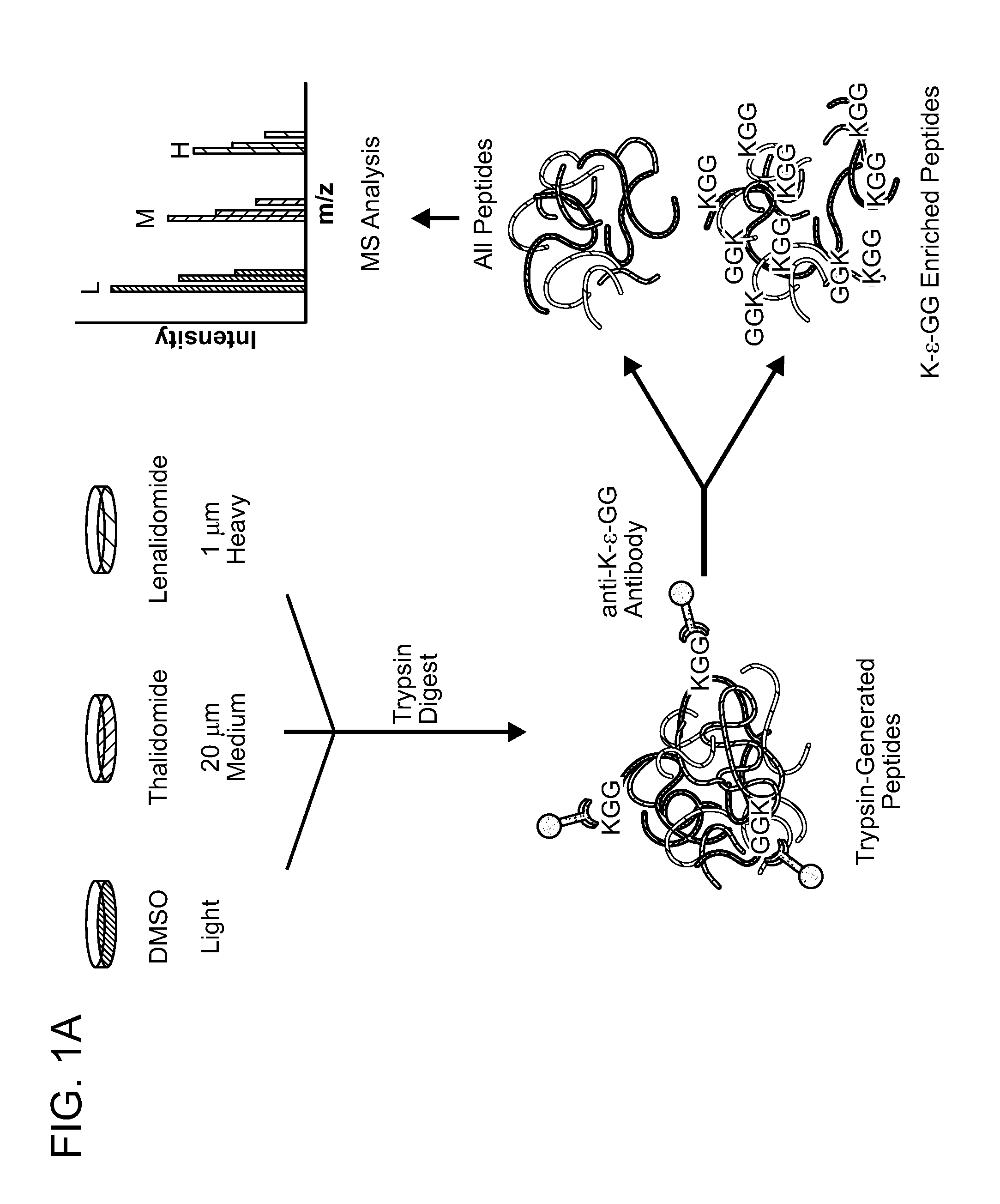 Compositions and methods for selecting a treatment for b-cell neoplasias
