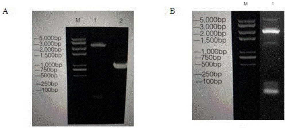 Streptococcus mutans surface protein antigen (SpaP) and glucosyltransferase (GtfB) fused protein vaccine and preparation method thereof