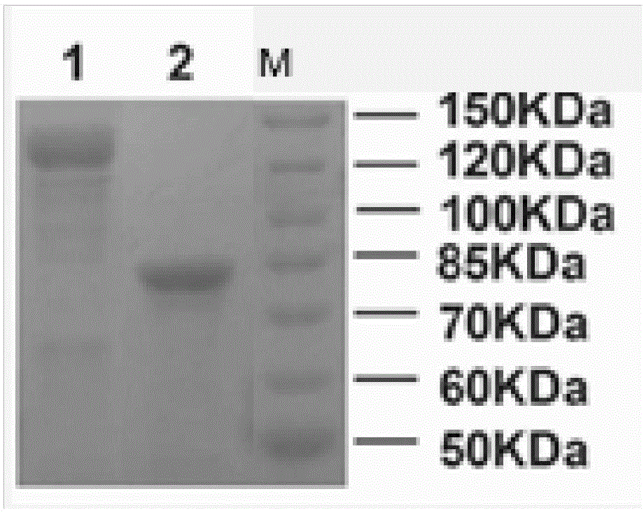 Streptococcus mutans surface protein antigen (SpaP) and glucosyltransferase (GtfB) fused protein vaccine and preparation method thereof