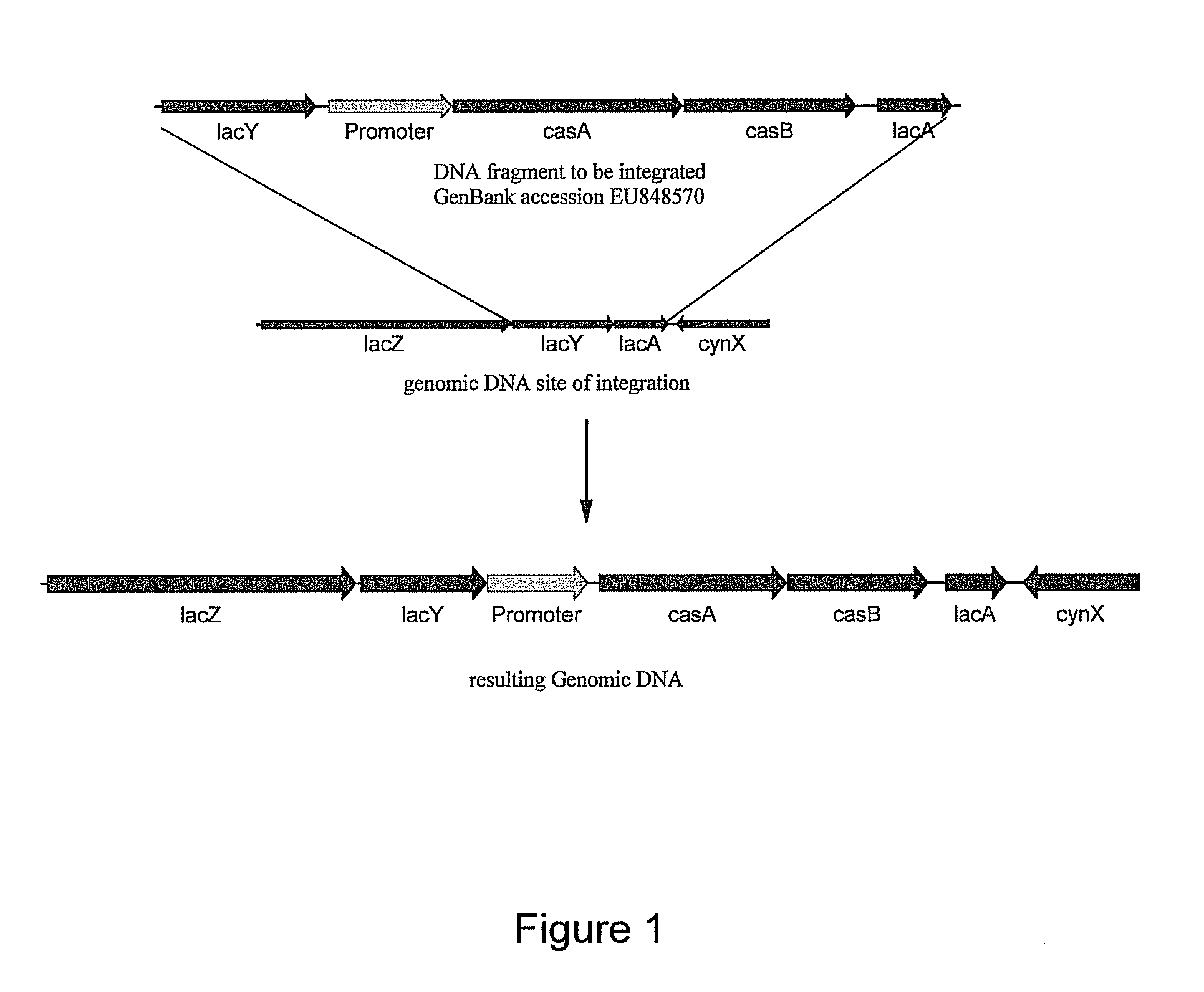 Methods and compositions for degrading pectin