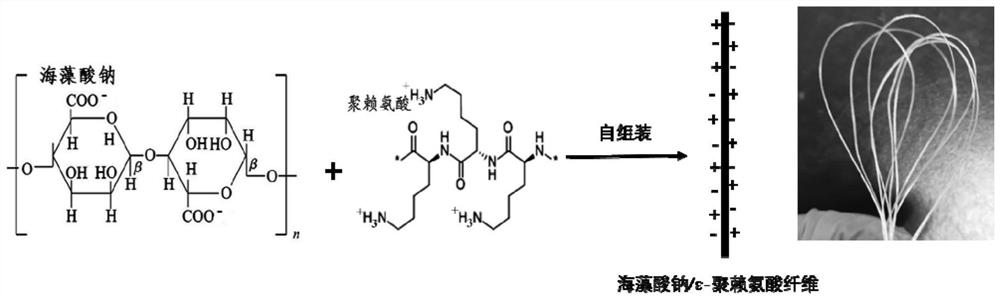 A size-controllable sodium alginate/polylysine self-assembled fiber