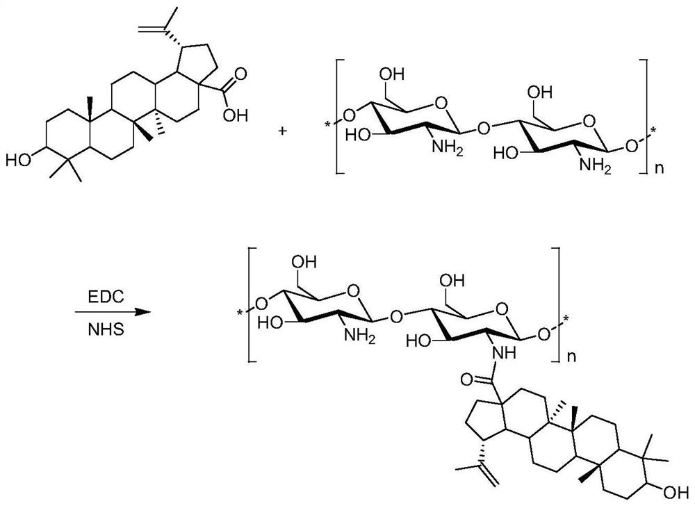 Preparation method and application of chitosan oligosaccharide modified betulinic acid drug delivery system