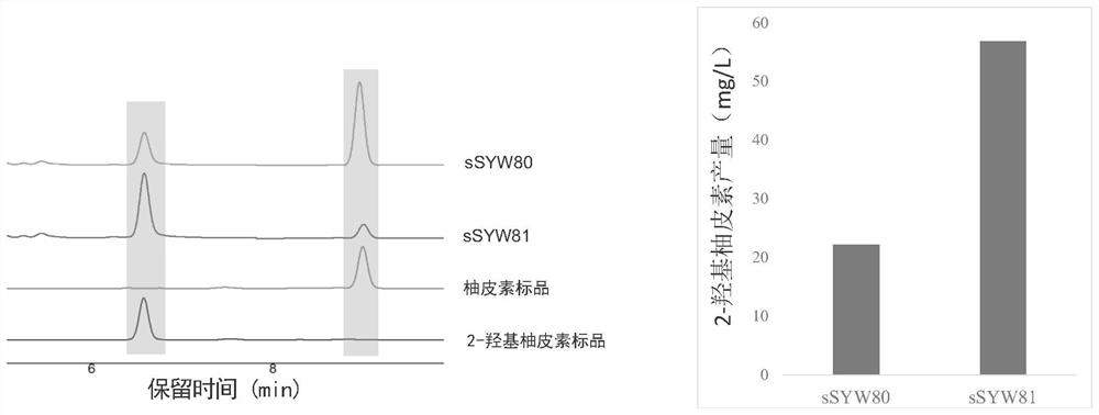 Novel flavone hydroxylase, microorganism for synthesizing flavone C-glycoside compound and application of novel flavone hydroxylase