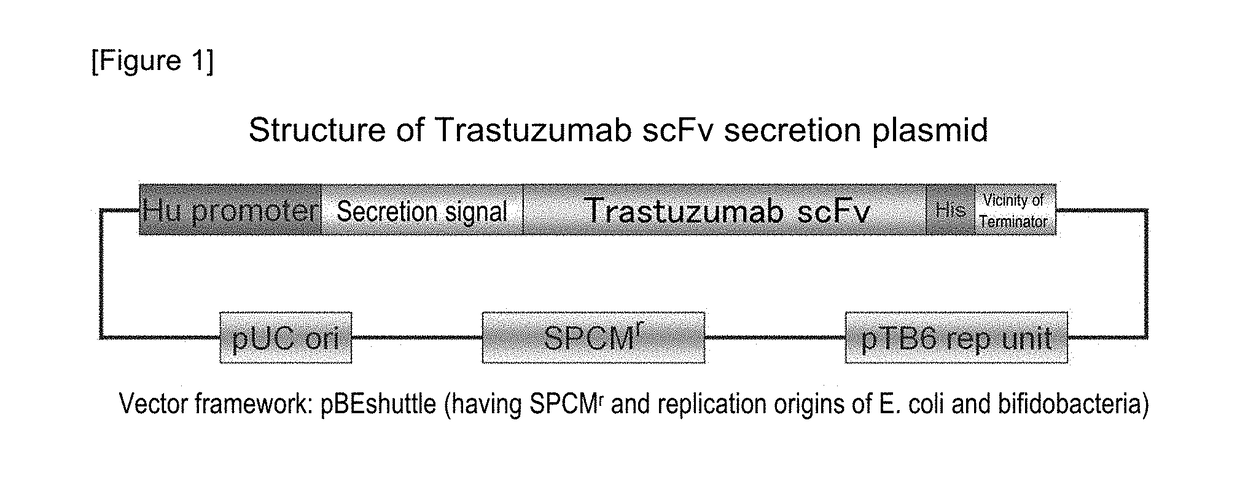 Antibody gene expression-secretion system