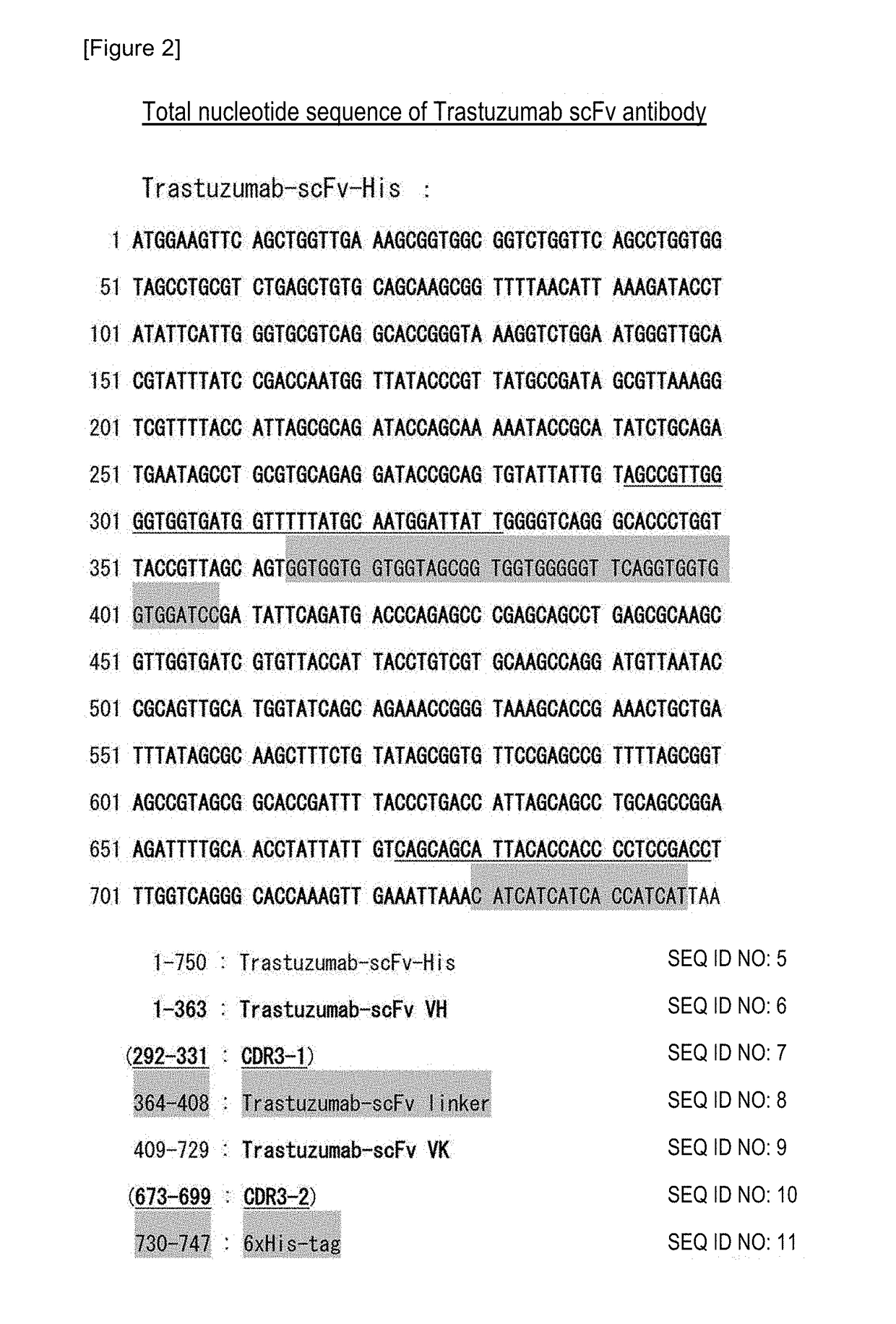 Antibody gene expression-secretion system