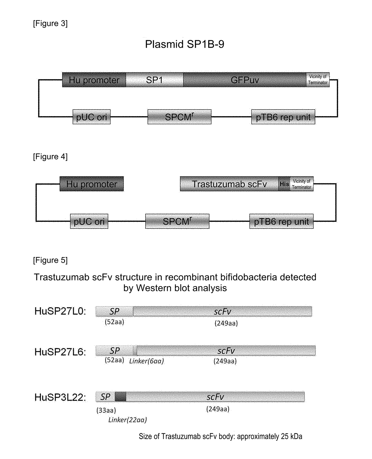 Antibody gene expression-secretion system