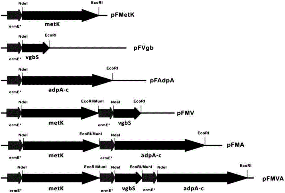 Method for improving yield of streptomyces antibiotics and plasmids thereof