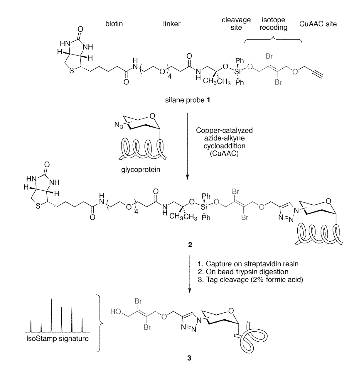 Cleavable probes for isotope targeted glycoproteomics and methods of using the same