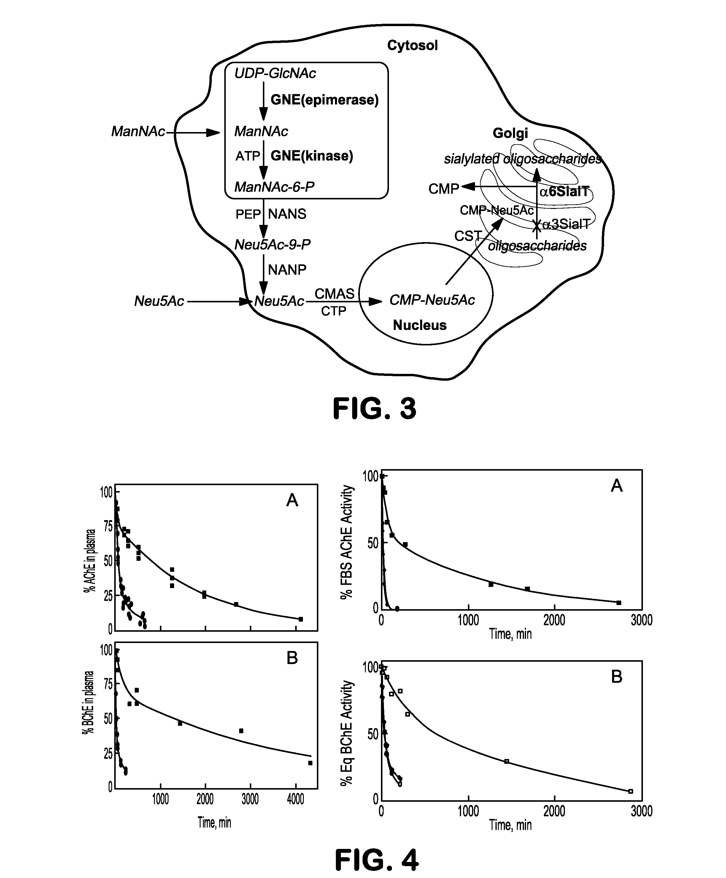 Method of production of recombinant glycoproteins with increased circulatory half-life in mammalian cells